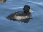 Aythya fuligula, female Aythya fuligula, female