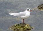 Larus melanocephalus in winter plumage Larus melanocephalus in winter plumage