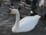 Cygnus cygnus Cygnus cygnus