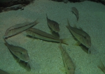 Mullus barbatus ponticus