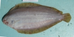Pegusa nasuta