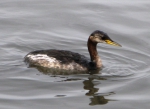 The Red-necked Grebe (Podiceps grisegena) The Red-necked Grebe (Podiceps grisegena)