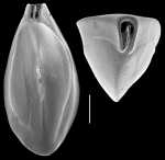 Triloculina elongotricarinata Triloculina elongotricarinata
