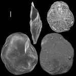 Hoeglundina neocarinata Hoeglundina neocarinata