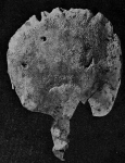 Coscinoderma lanuginosum Carter, 1883 Coscinoderma lanuginosum Carter, 1883