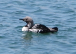 Gavia arctica Gavia arctica