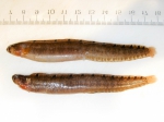 Pholis gunnellus - large pair