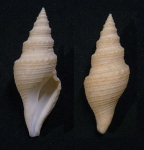 Bathytoma lühdorfi Bathytoma lühdorfi