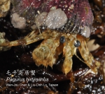 Pagurus hirtimanus Pagurus hirtimanus