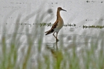 Ruff (Philomachus pugnax) Ruff (Philomachus pugnax)