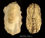 Crassostrea gigas (Thunberg, 1793)Specimen from Etang de Leucate, Mediterranean coast of France (actual size 105 mm) Crassostrea gigas (Thunberg, 1793)Specimen from Etang de Leucate, Mediterranean coast of France (actual size 105 mm)