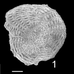 Elphidium aculeatum norcotti Holotype Elphidium aculeatum norcotti Holotype