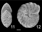 Elphidium advenum macelliforme Elphidium advenum macelliforme