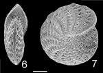 Elphidium argenteum TOPOTYPE Elphidium argenteum TOPOTYPE