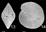 Elphidium crispum TOPOTYPE