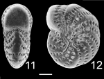 Elphidium excavatum williamsoni NZ