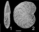 Elphidium fichtellianum TOPOTYPE