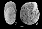Elphidium saginatum NZ