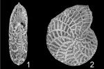 Parrellina verriculata  Australia