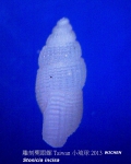 Stosicia incisa Stosicia incisa