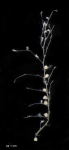 Plumularia strobilophora, type specimen ZMA4014 Plumularia strobilophora, type specimen ZMA4014