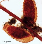 Plumularia strictocarpa Holotype MHNG-INVE-25022 Plumularia strictocarpa Holotype MHNG-INVE-25022