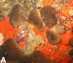 Chondrilla linnaei Fromont et al. 2008 Chondrilla linnaei Fromont et al. 2008