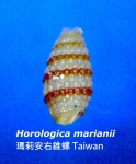 Horologica marianii Horologica marianii