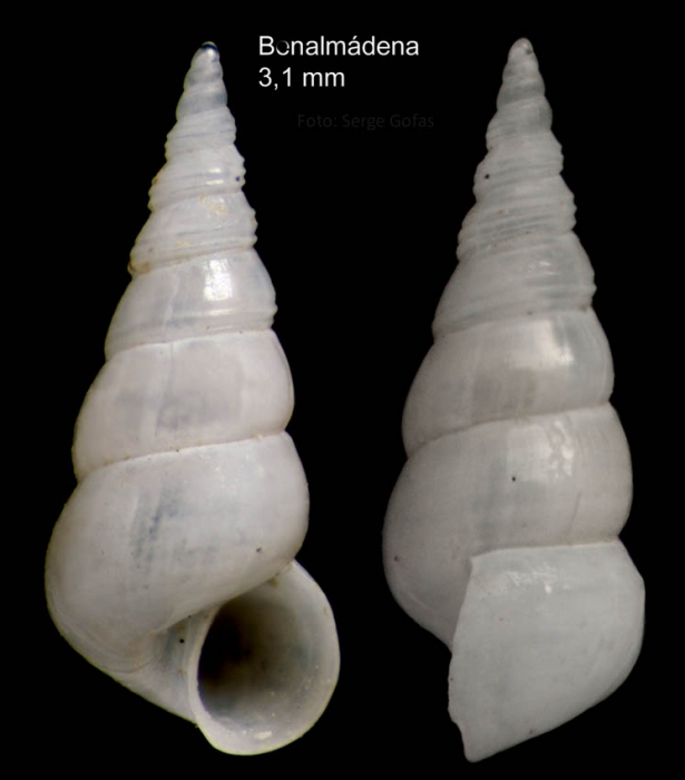 Aclis minor (Brown, 1827)Shell from Benalm�dena, Spain (actual size 3.1 mm).