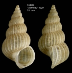 Epitonium dendrophylliae Bouchet & Warén, 1986Specimen from off Mohammedia, Morocco (col. MNHN, Paris) (actual size 5.1 mm). Epitonium dendrophylliae Bouchet & Warén, 1986Specimen from off Mohammedia, Morocco (col. MNHN, Paris) (actual size 5.1 mm).