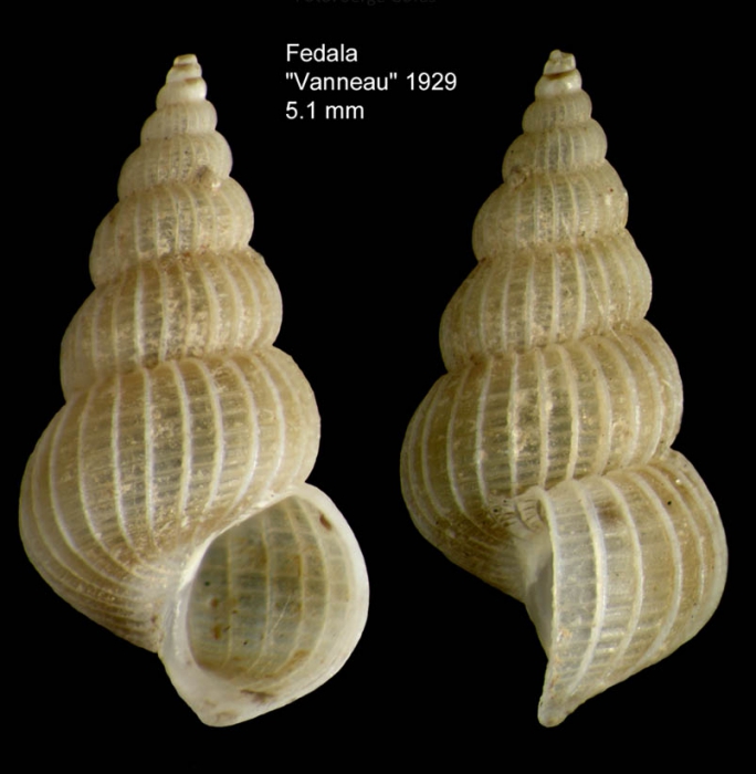 Epitonium dendrophylliae Bouchet & War�n, 1986Specimen from off Mohammedia, Morocco (col. MNHN, Paris) (actual size 5.1 mm).