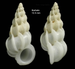 Epitonium jolyi (Monterosato, 1878)Specimen from Barbate, Spain (actual size 12.5 mm). Epitonium jolyi (Monterosato, 1878)Specimen from Barbate, Spain (actual size 12.5 mm).