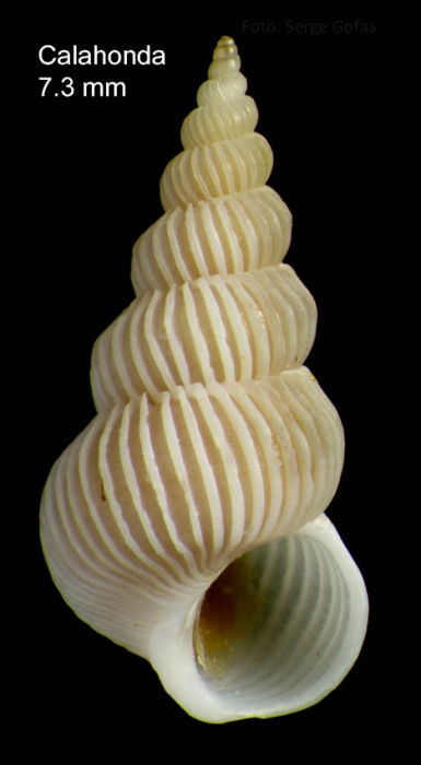 Epitonium pulchellum (Bivona, 1832)Specimen from Calahonda, M�laga, Spain (actual size 7.3 mm).