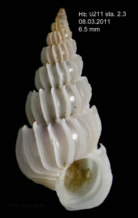 Epitonium linctum (de Boury & Monterosato, 1890)Specimen from Calahonda, Granada, 70 m (Instituto Espa�ol de Oceanograf�a, �Recala� project) (actual size 6.5 mm).