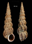 Epitonium turtonis (Turton, 1819)Specimen from Malaga province, Spain (actual size 40 mm). Epitonium turtonis (Turton, 1819)Specimen from Malaga province, Spain (actual size 40 mm).