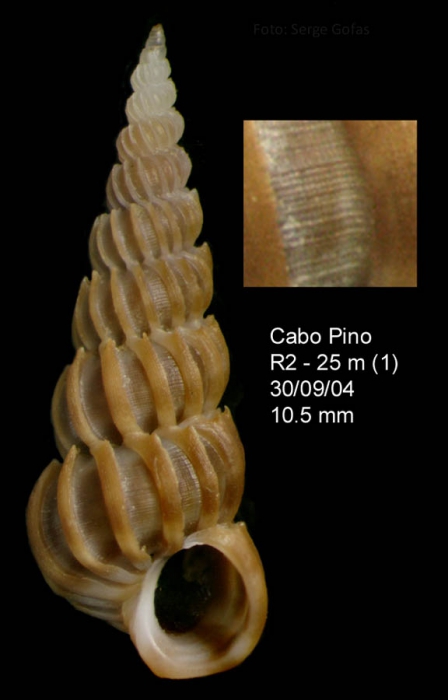 Epitonium vittatum (Jeffreys, 1884) Specimen from Cabo Pino, M�laga, Spain, 25 m (actual size 10.5 mm).