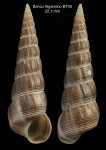 Acirsa subdecussata (Cantraine, 1835) Specimen from Djibouti Banks, Alboran Sea, 350-365 m (actual size 22.3 mm) Acirsa subdecussata (Cantraine, 1835) Specimen from Djibouti Banks, Alboran Sea, 350-365 m (actual size 22.3 mm)