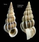 Gyroscala lamellosa (Lamarck, 1822)Specimens from Calahonda, Málaga, Spain (actual size 19 mm and 23.6 mm) Gyroscala lamellosa (Lamarck, 1822)Specimens from Calahonda, Málaga, Spain (actual size 19 mm and 23.6 mm)