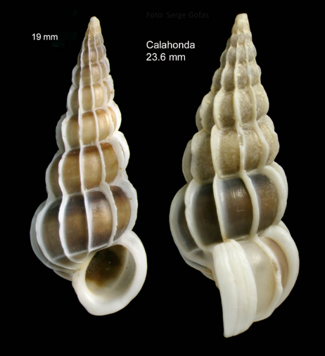Gyroscala lamellosa (Lamarck, 1822)Specimens from Calahonda, M�laga, Spain (actual size 19 mm and 23.6 mm)