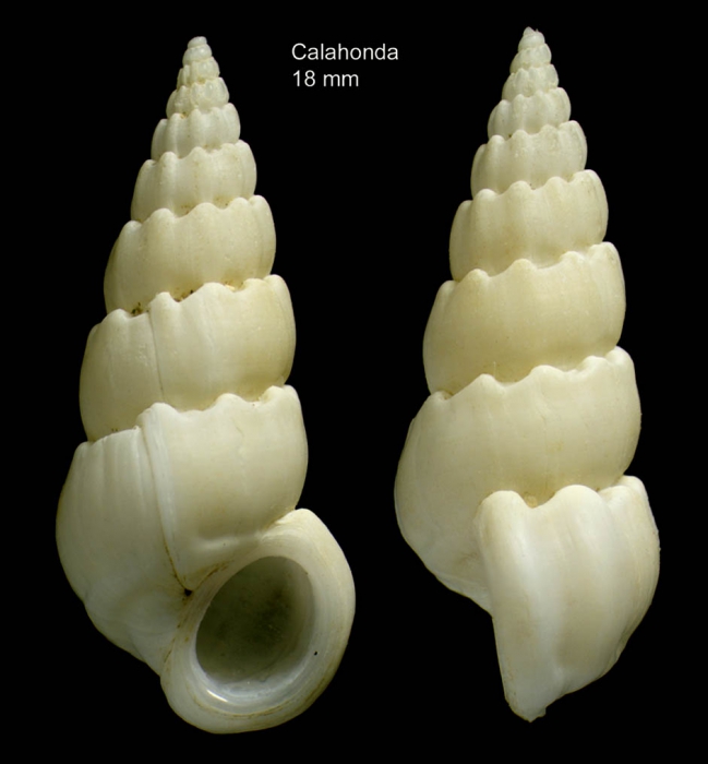 Opalia crenata (Linnaeus, 1758)Specimen from Calahonda, M�laga, Spain (actual size 18 mm).