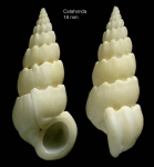 Opalia crenata (Linnaeus, 1758)Specimen from Calahonda, Málaga, Spain (actual size 18 mm). Opalia crenata (Linnaeus, 1758)Specimen from Calahonda, Málaga, Spain (actual size 18 mm).