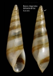 Eulima bilineata Alder, 1848Specimen from Djibouti Banks, Alboran Sea, 360-365 m (actual size 4.0 mm). Eulima bilineata Alder, 1848Specimen from Djibouti Banks, Alboran Sea, 360-365 m (actual size 4.0 mm).