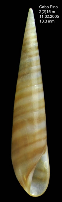 Eulima glabra (da Costa, 1778)Specimen from Cabo Pino, M�laga, Spain, 15 m (actual size 10.3 mm).