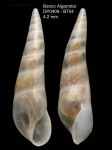 Curveulima devians (Monterosato, 1884)Specimen from Djibouti Banks, Alboran Sea, 360-365 m (actual size 4.2 mm) Curveulima devians (Monterosato, 1884)Specimen from Djibouti Banks, Alboran Sea, 360-365 m (actual size 4.2 mm)