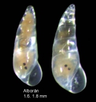 Curveulima beneitoi Peñas & Rolán, 2006Specimen from Isla de Alborán, 118 m (col. MNCN, Fauna IV 313A) (actual size 1.5 mm). Curveulima beneitoi Peñas & Rolán, 2006Specimen from Isla de Alborán, 118 m (col. MNCN, Fauna IV 313A) (actual size 1.5 mm).