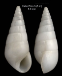Melanella boscii (Payraudeau, 1826)Specimen from Cabo Pino, Málaga, Spain, 15 m (actual size 8.0 mm). Melanella boscii (Payraudeau, 1826)Specimen from Cabo Pino, Málaga, Spain, 15 m (actual size 8.0 mm).
