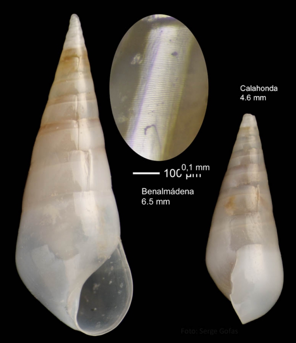 Melanella lubrica (Monterosato, 1890)Specimen from Benalm�dena, Spain (actual size 6.5 mm).