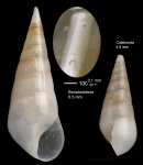 Melanella lubrica (Monterosato, 1890)Specimen from Benalmádena, Spain (actual size 6.5 mm).