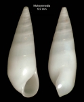 Melanella petitiana (Brusina, 1869)Shell from Mohammedia, Morocco (actual size 5.2 mm). Melanella petitiana (Brusina, 1869)Shell from Mohammedia, Morocco (actual size 5.2 mm).