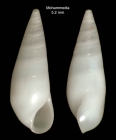 Melanella petitiana (Brusina, 1869)Shell from Mohammedia, Morocco (actual size 5.2 mm).
